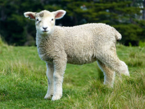 羊の尻尾は長かった ハンドメイドのロザリオ Francesca
