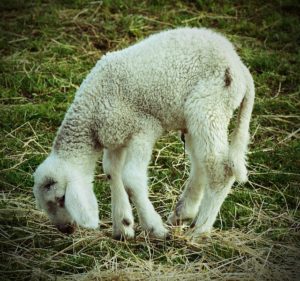 羊の尻尾は長かった ハンドメイドのロザリオ Francesca